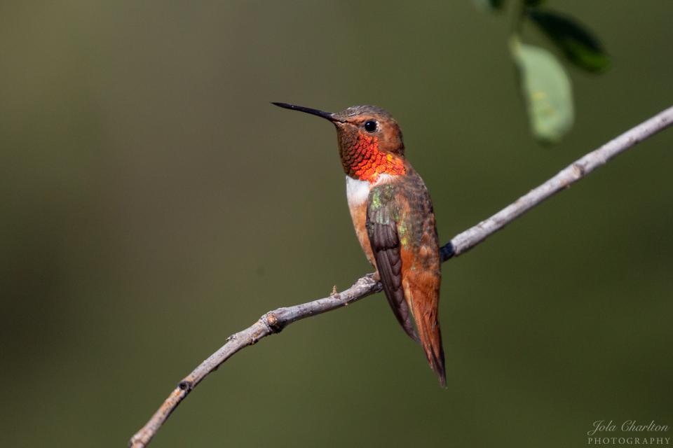 Rufous Hummingbird | Shutterbug